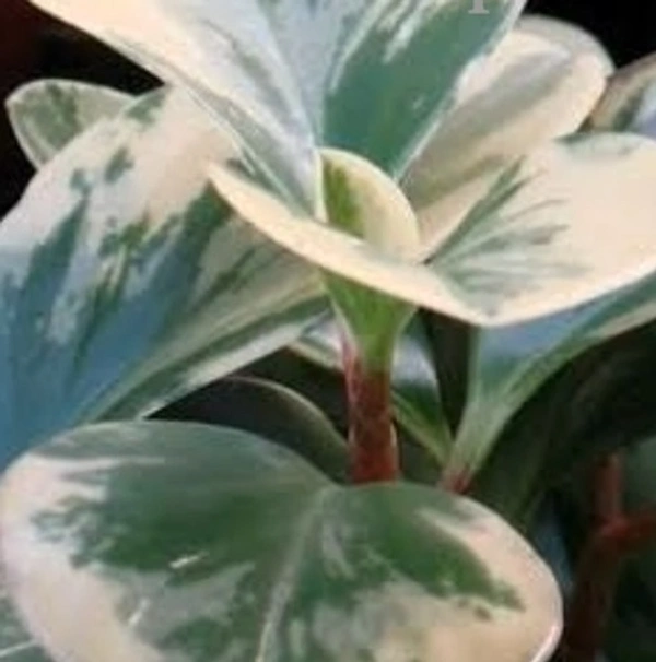 Peperomia Obtusifolia Marble