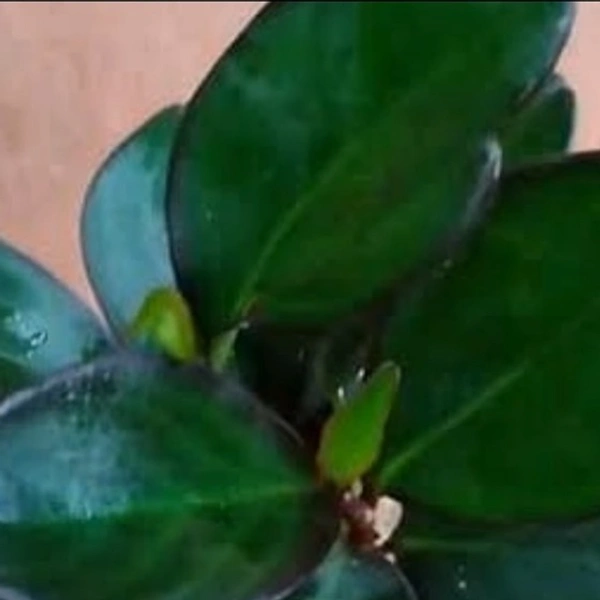 Peperomia Black Knight