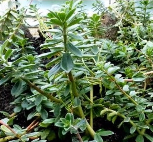 Peperomia Camptotricha