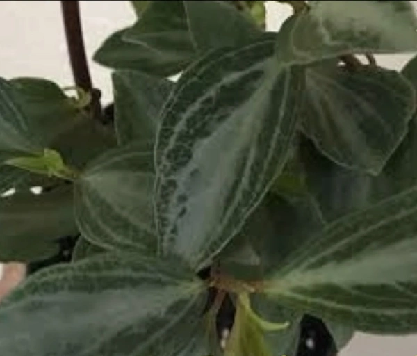 Peperomia Velutina Bicolor