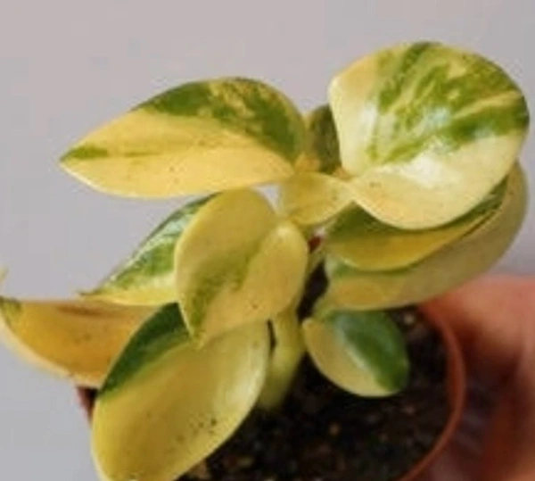 Peperomia Acununata
