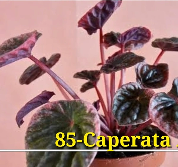 Peperomia Caperata Abricos