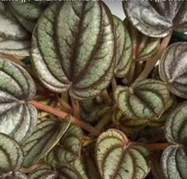 Peperomia Caperata Albovittata