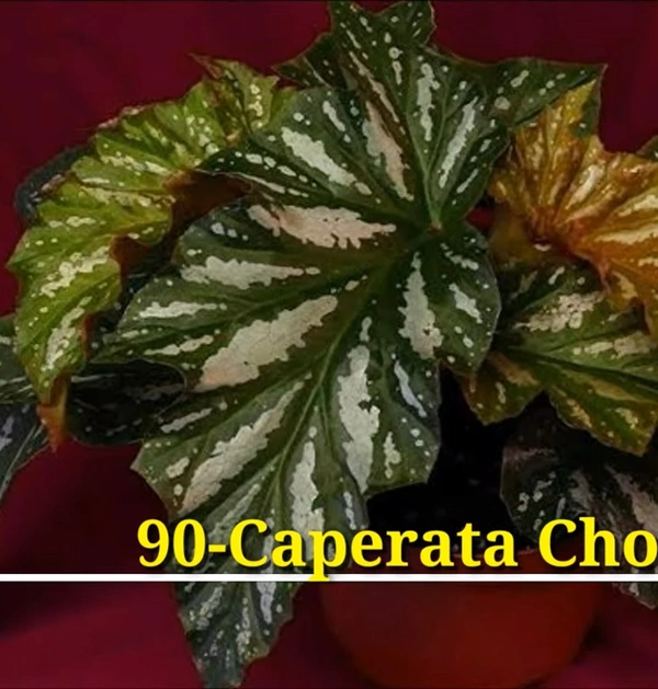 Peperomia Caperata Chocolate Ripple