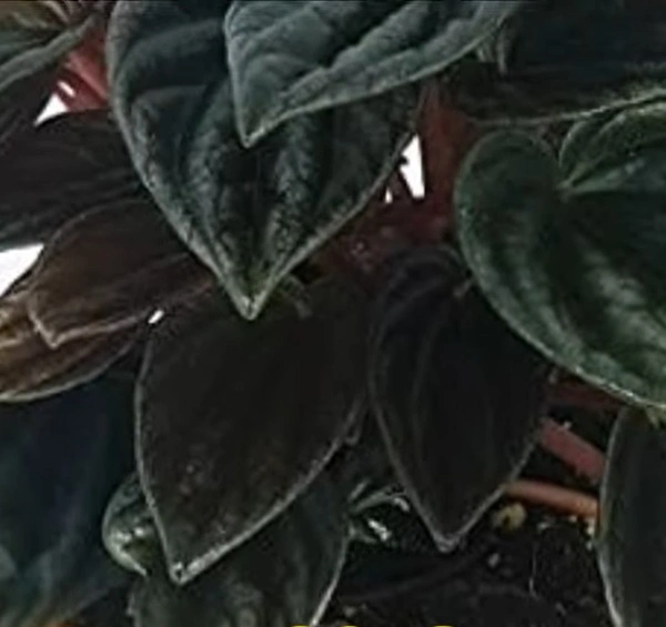 Peperomia Caperata Brasilia