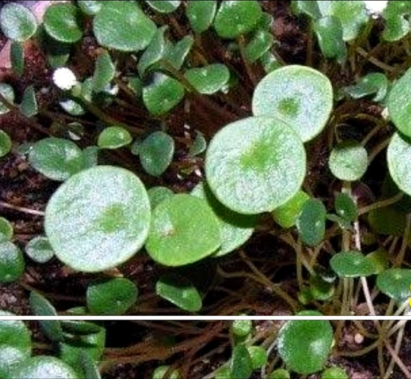 Peperomia Andina