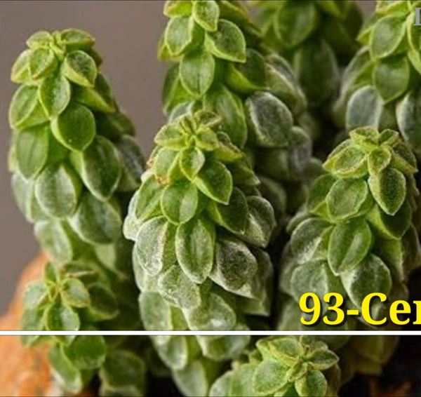 Peperomia Cereoides