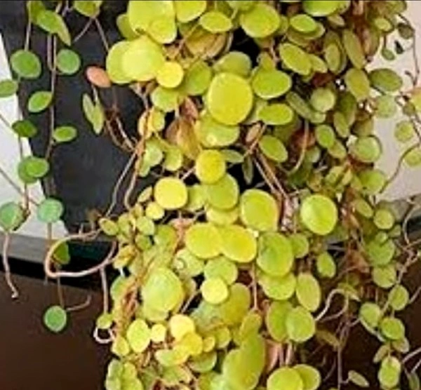 Peperomia Centavito