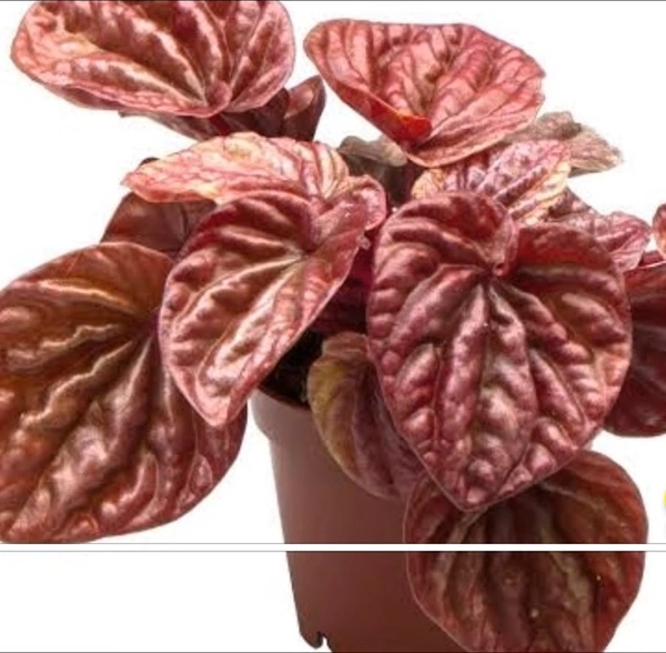 Peperomia Cuito