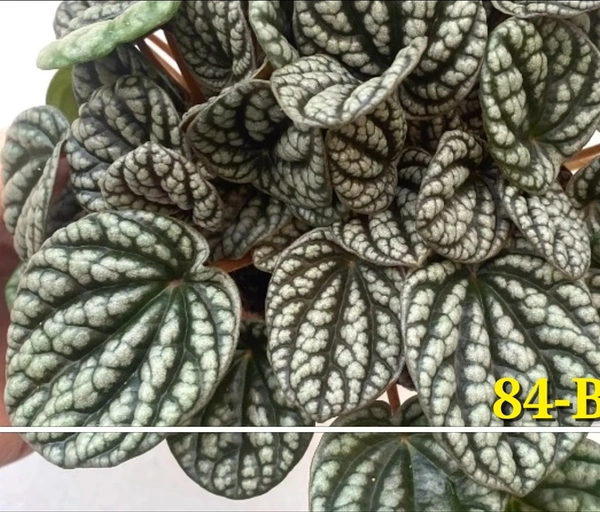 Peperomia Burbella