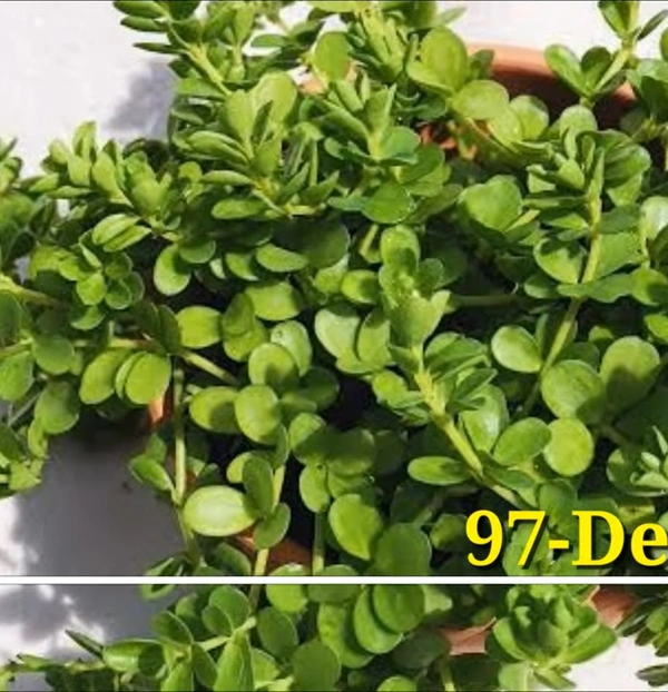 Peperomia Deppeana