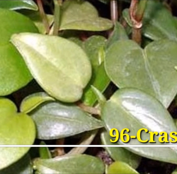 Peperomia Crassicaulis