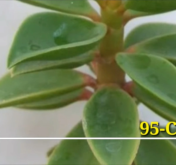 Peperomia Congesta