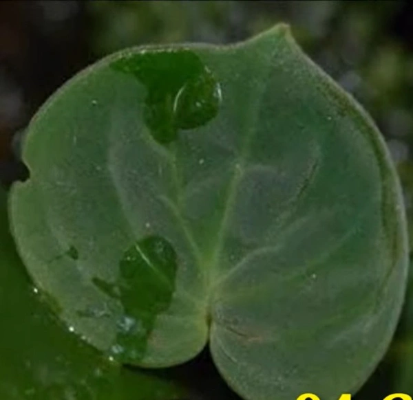 Peperomia Crotalophora