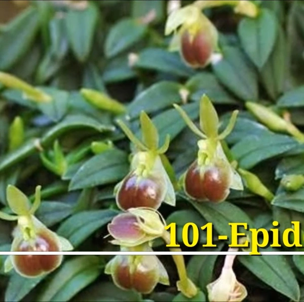 Peperomia Epidendrum