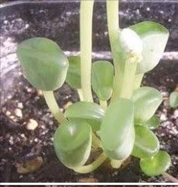 Peperomia Dolabella