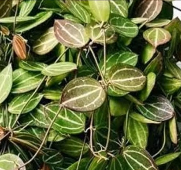 Peperomia Dischidia Ovata