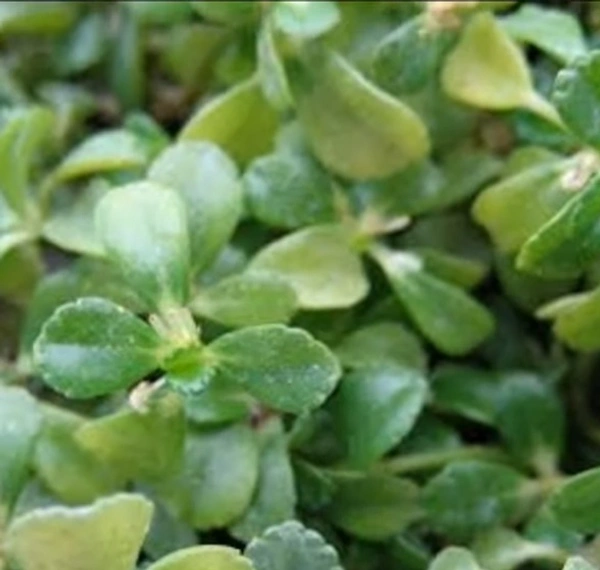 Peperomia Depressa