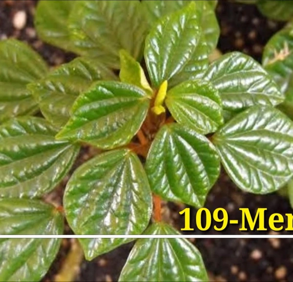 Peperomia Meridensis