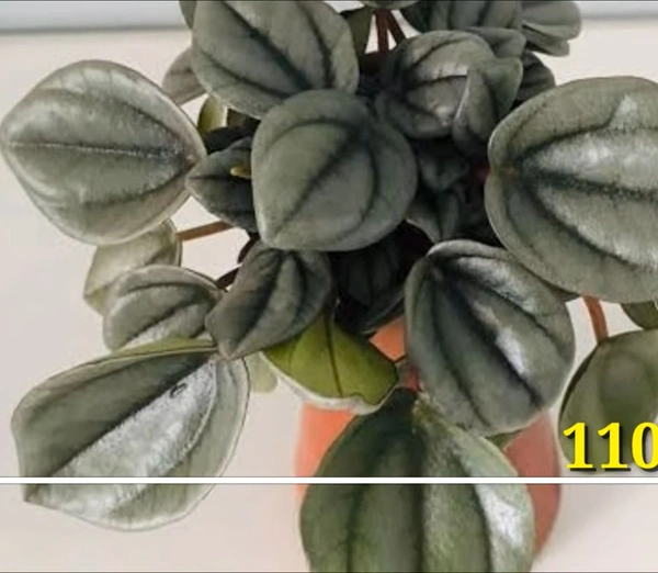 Peperomia Milano