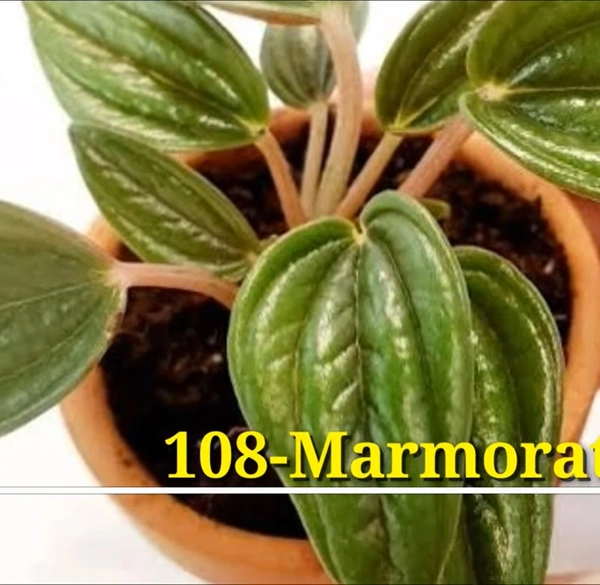 Peperomia Marmorata Kirtsen