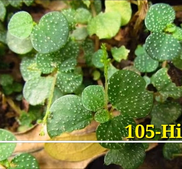 Peperomia Hispidula