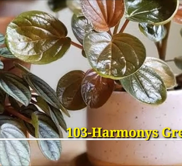 Peperomia Harmonys Great Pumpkin