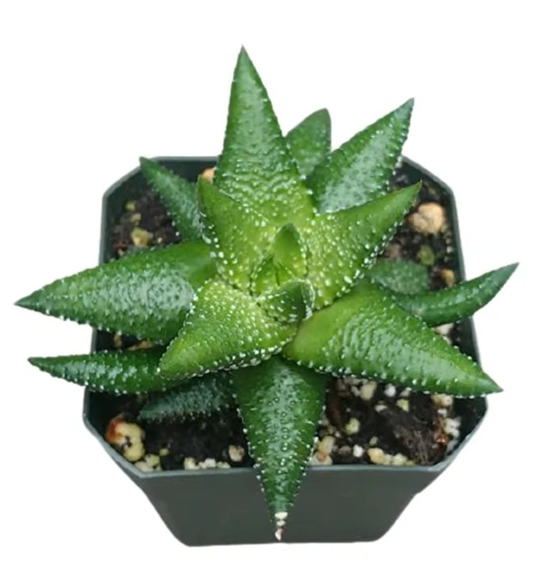 Haworthia Attenuata