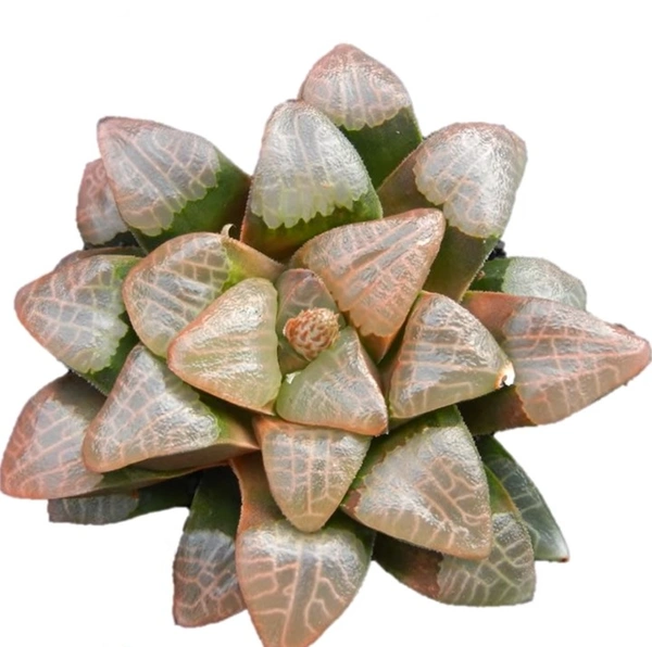 Haworthia Bayeri