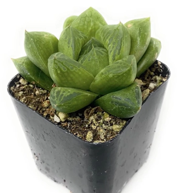 Haworthia Cuspidata