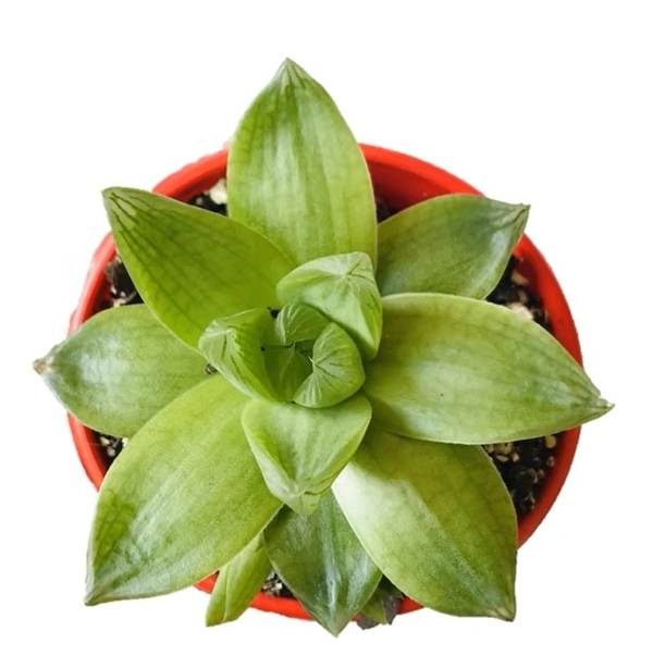 Haworthia Cymbiformis