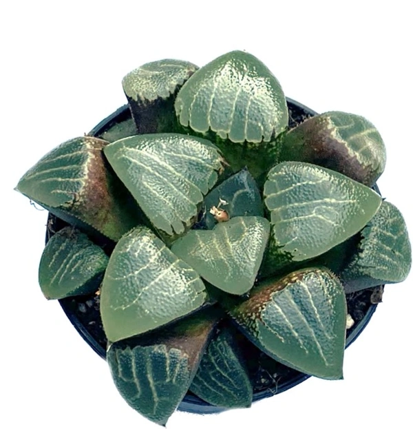 Haworthia Emelyae