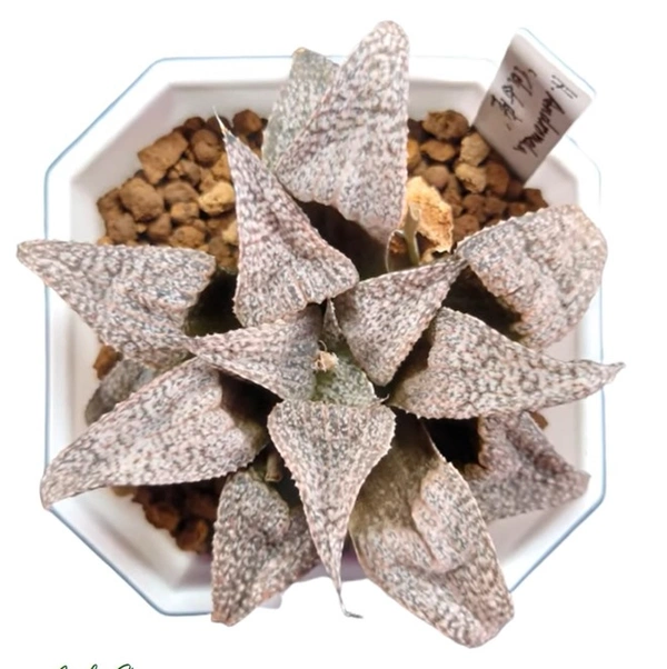 Haworthia Esterhuizenii Audromeda