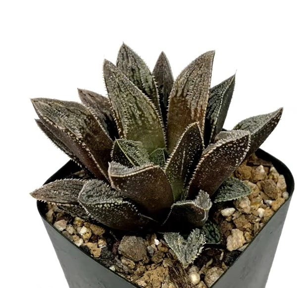Haworthia Hakuseijou