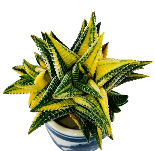 Haworthia Limifolia Variegated