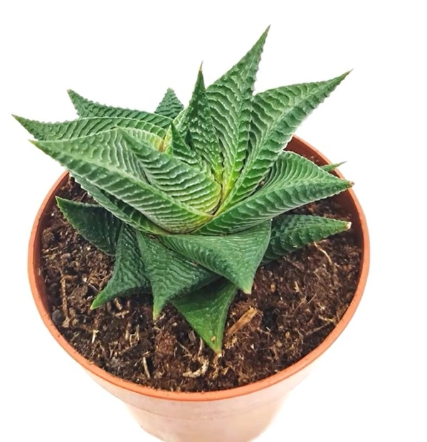 Haworthia Limifolia