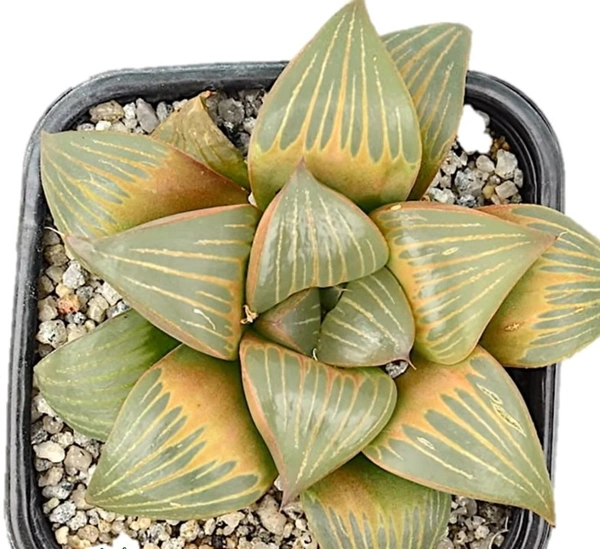 Haworthia Mutica Var. Nigra