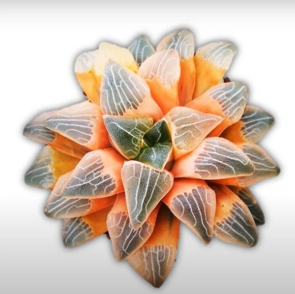 Haworthia Night Forest