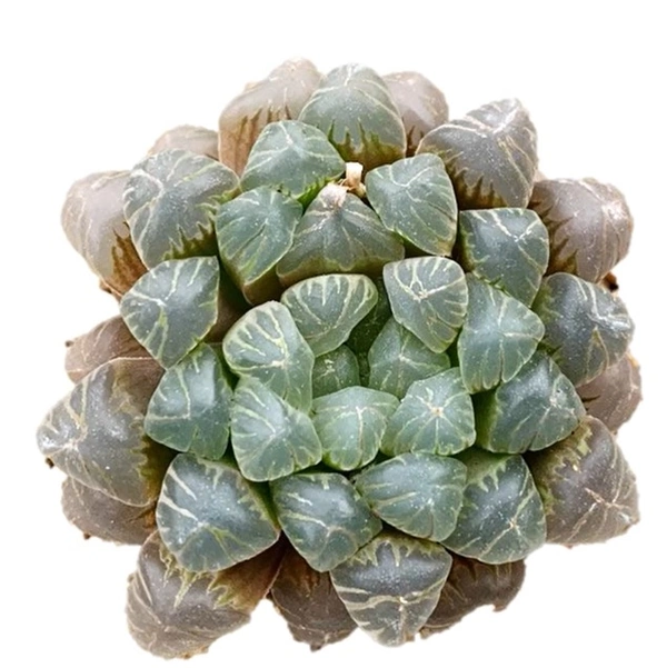 Haworthia Obtusa