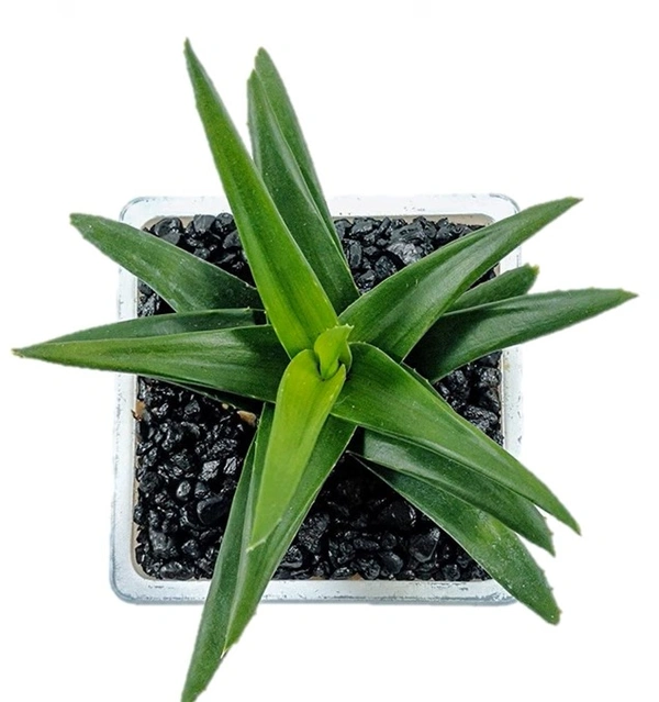 Haworthia Pentagona