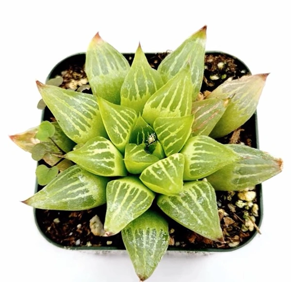 Haworthia Retusa F. Geraldii Star Cactus
