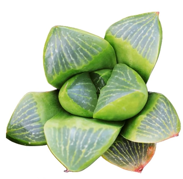 Haworthia Retusa