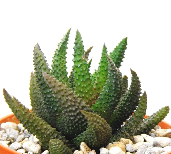 Haworthia Scabra