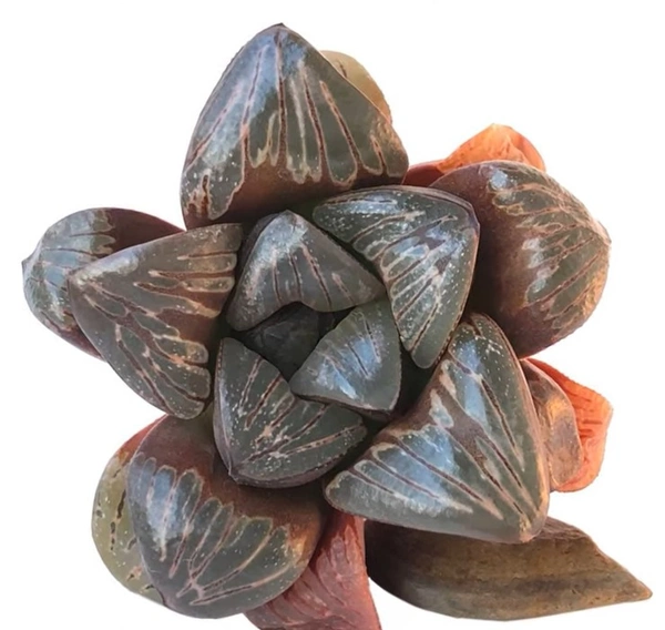 Haworthia Silver Mutica