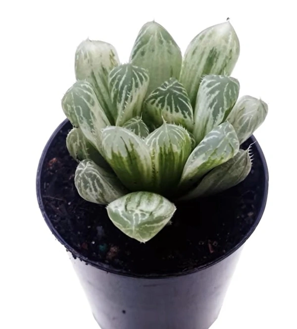 Haworthia Silver Swirls