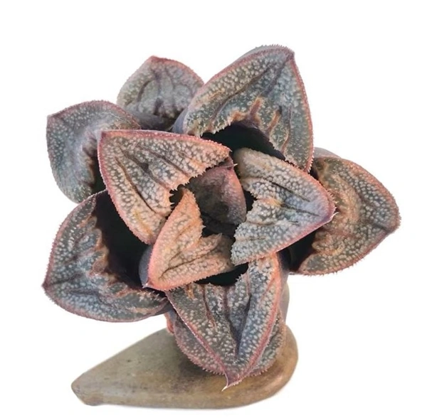 Haworthia Splendens Aries
