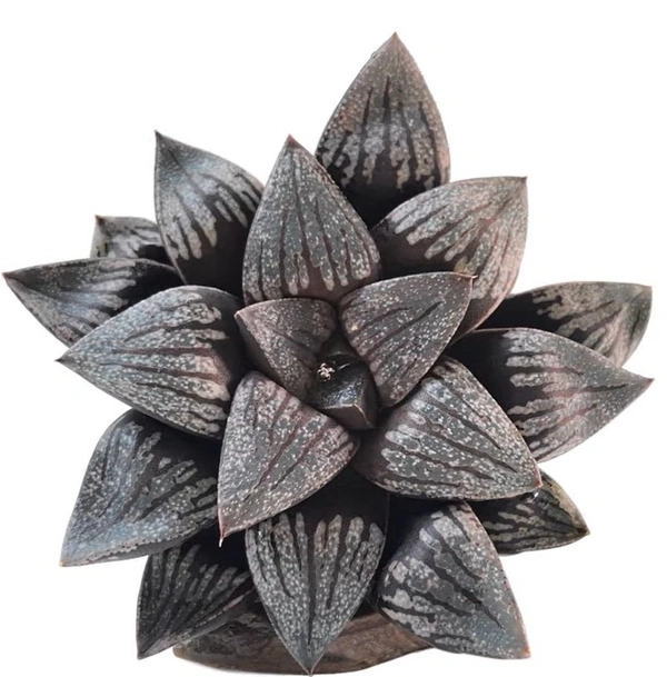 Haworthia Splendens Black Lake