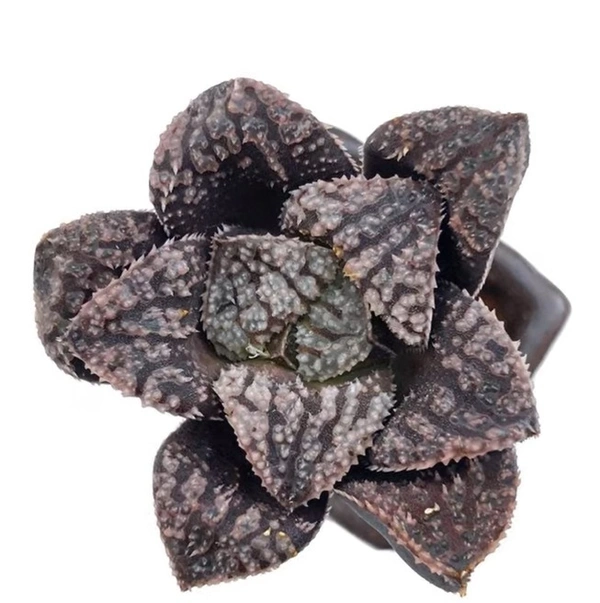 Haworthia Splendens Blue Diamond