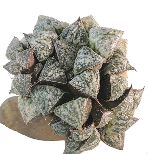 Haworthia Splendens Snow Scene