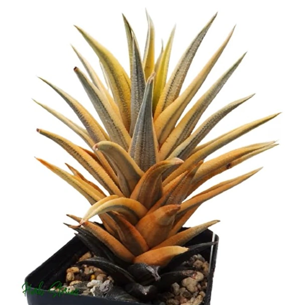 Haworthia Tortuosa